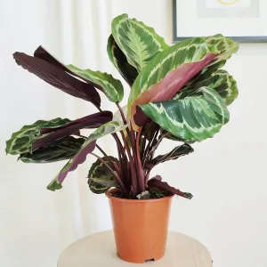 Kalatea (Calathea roseopicta 'Medallion') 60cm