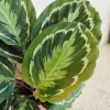Kalatea (Calathea roseopicta 'Medallion’) 60cm