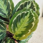 Kalatea (Calathea roseopicta 'Medallion') 55cm