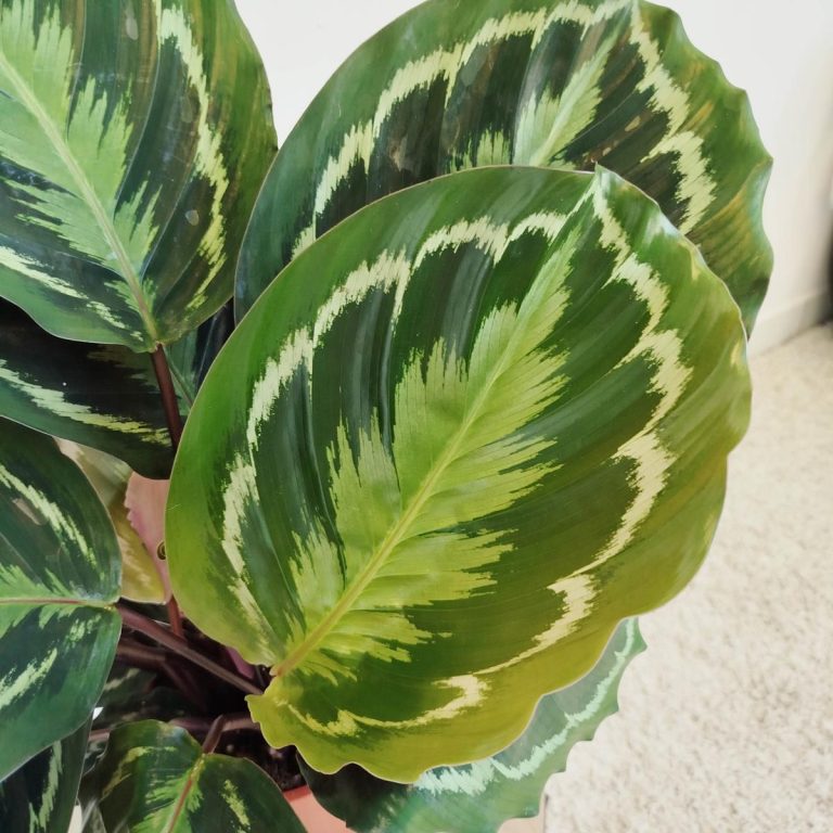 Kalatea (Calathea roseopicta 'Medallion') 55cm