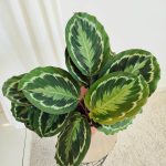 Kalatea (Calathea roseopicta 'Medallion') 55cm