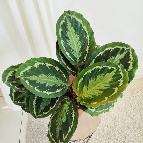 Kalatea (Calathea roseopicta 'Medallion') 60cm