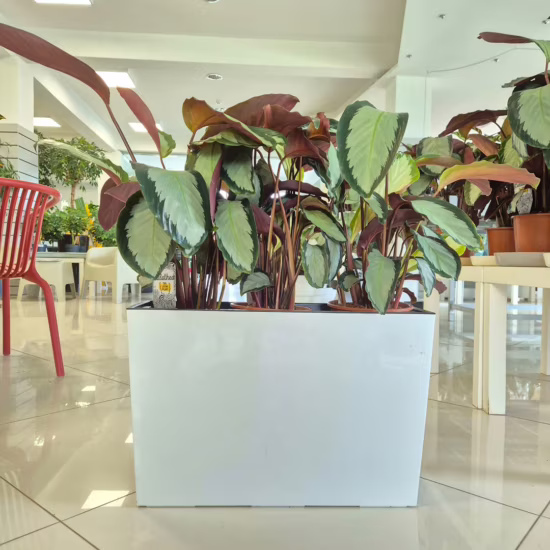kalatea Calathea picturata 'Argentea' (1)