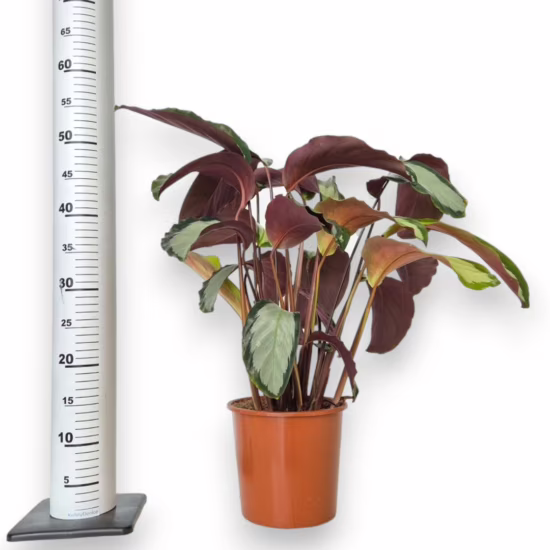 kalatea Calathea picturata 'Argentea' (1)