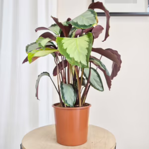 Kalatea (Calathea picturata 'Argentea') 50-60cm