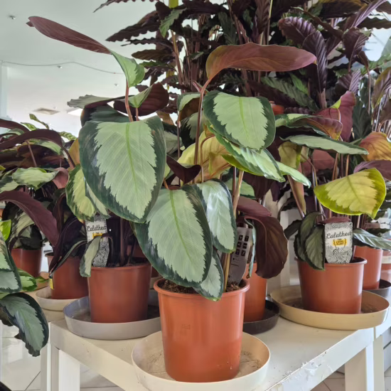 kalatea Calathea picturata 'Argentea' (1)