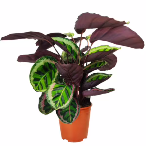 Kalatea roseopicta  (Calathea 'Angela') 55-60cm