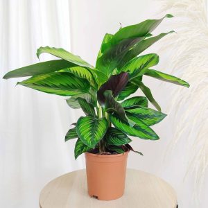 Kalatea (Calathea 'Beauty star') 50cm