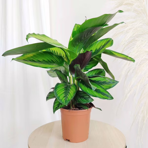 Kalatea (Calathea 'Beauty star') 40-50cm