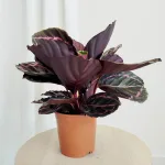 Kalatea (Calathea roseopicta 'Dottie') 35cm