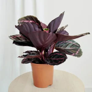 Kalatea (Calathea roseopicta 'Dottie') 35cm