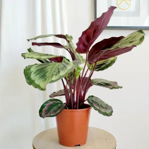 Kalatea (Calathea roseopicta 'Misty') 60cm