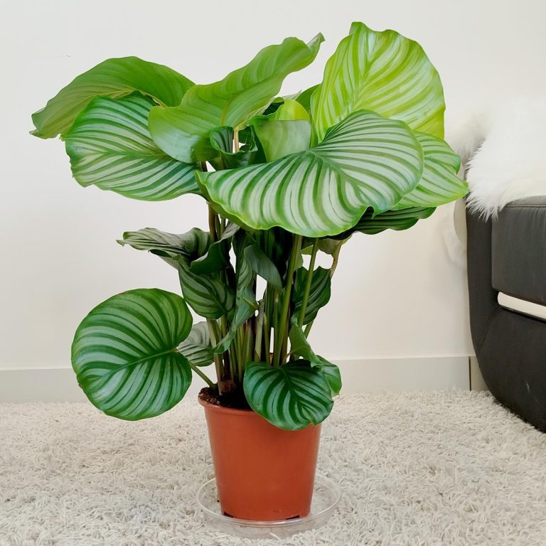 Kalatea okrągłolistna (Calathea orbifolia) 70cm