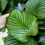 Kalatea okrągłolistna (Calathea orbifolia) 70cm