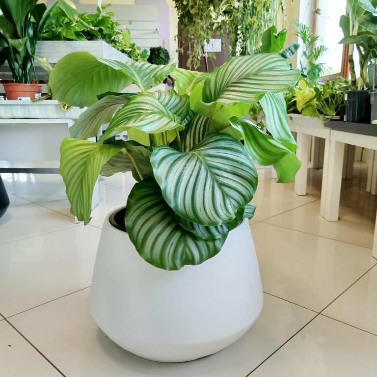Kalatea okrągłolistna (Calathea orbifolia) 70cm
