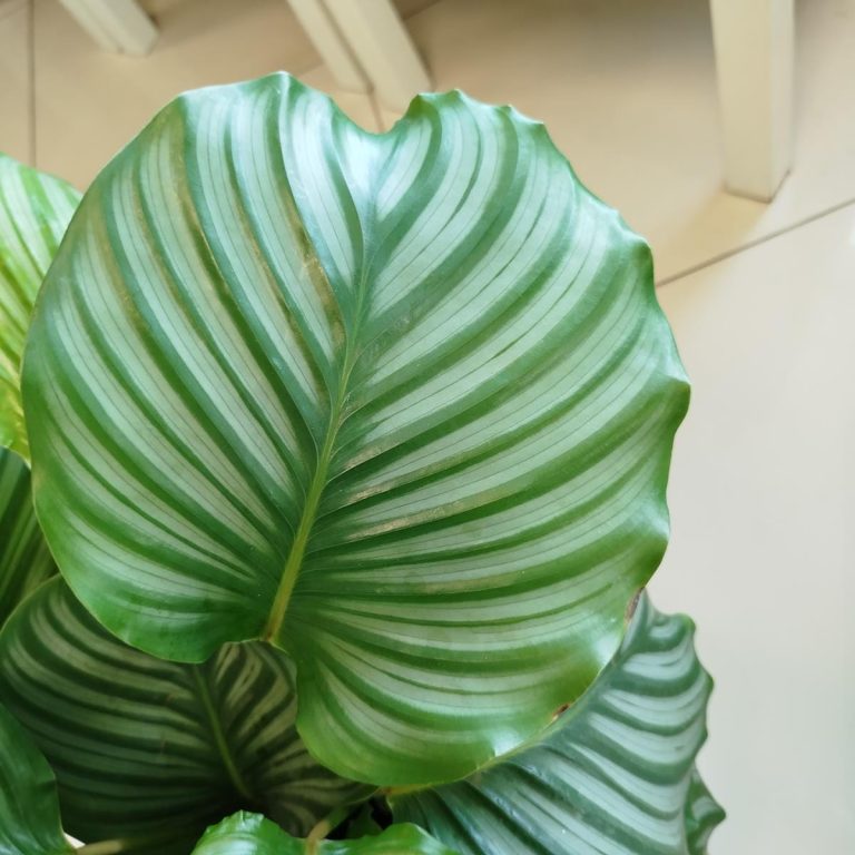 Kalatea okrągłolistna (Calathea orbifolia) 70cm