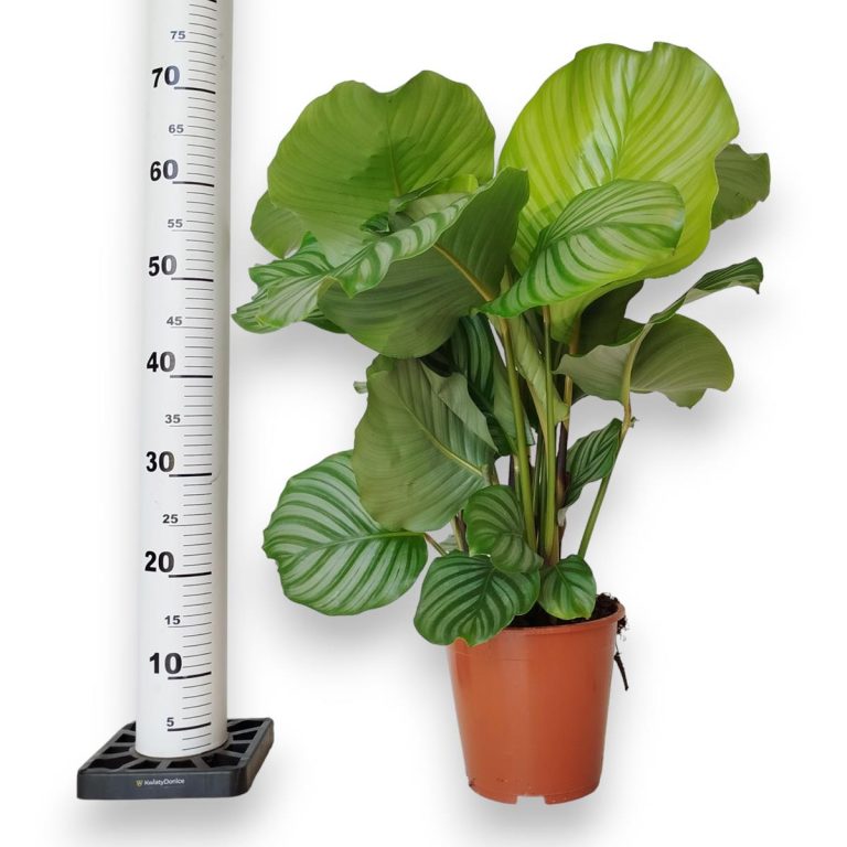 Kalatea okrągłolistna (Calathea orbifolia) 70cm