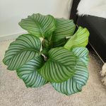 Kalatea okrągłolistna (Calathea orbifolia) 70cm