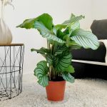 Kalatea okrągłolistna (Calathea orbifolia) 70cm