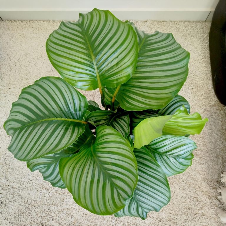 Kalatea okrągłolistna (Calathea orbifolia) 70cm