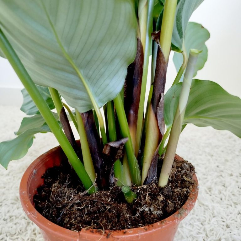 Kalatea okrągłolistna (Calathea orbifolia) 70cm