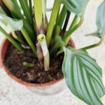 Kalatea okrągłolistna (Calathea orbifolia) 70cm