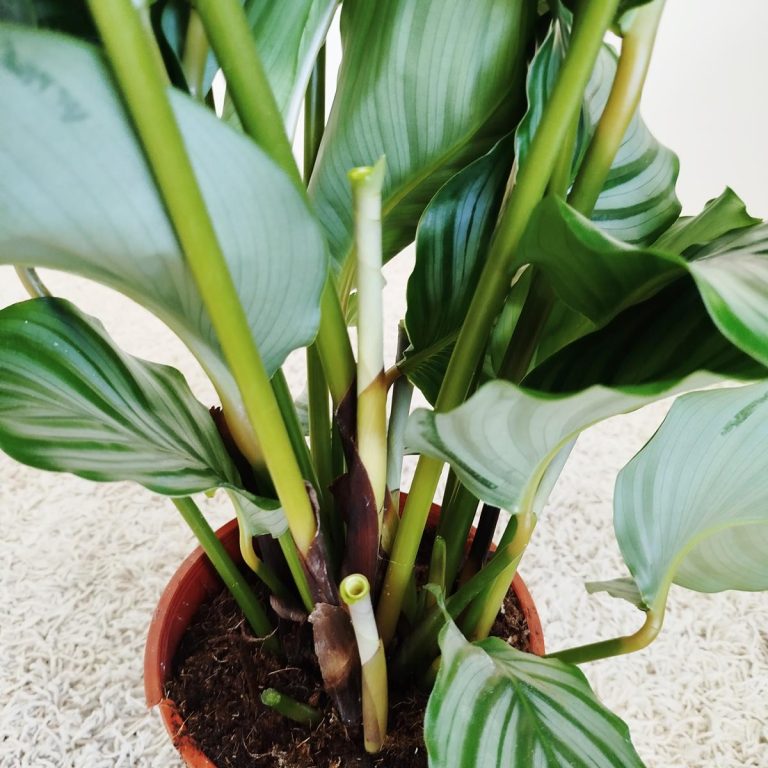 Kalatea okrągłolistna (Calathea orbifolia) 70cm