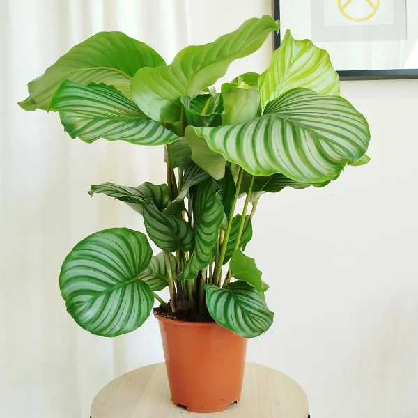 Kalatea okrągłolistna (Calathea orbifolia) 70cm