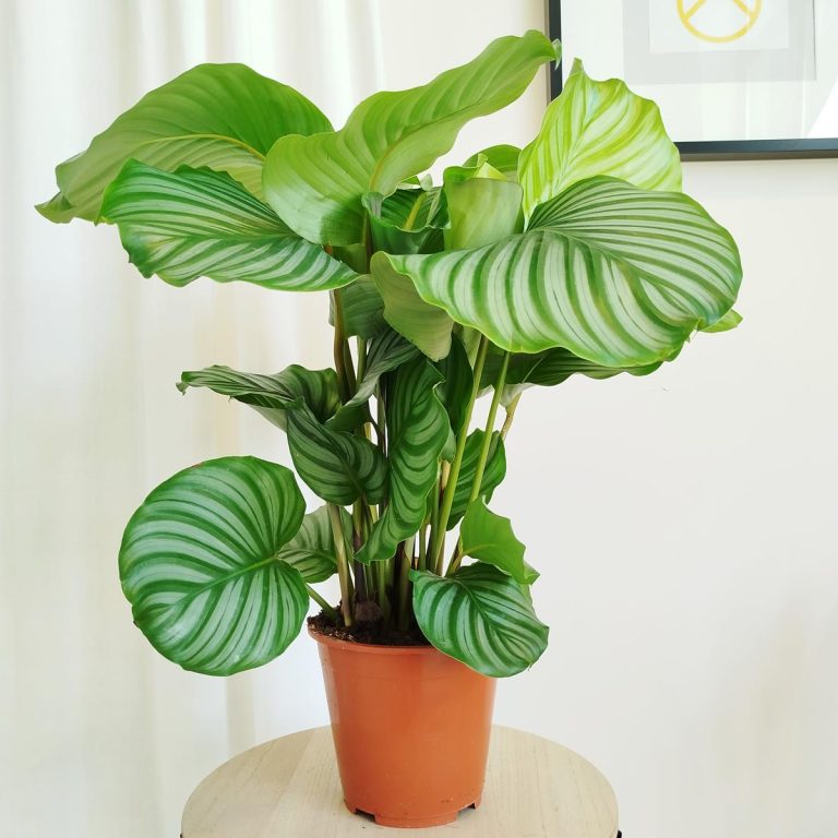 Kalatea okrągłolistna (Calathea orbifolia) 70cm
