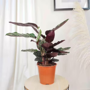 Kalatea sanderiana (Calathea ornata 'Sanderiana') 55-60cm