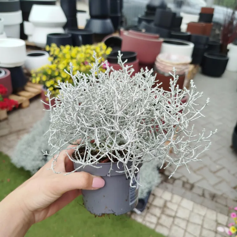 Srebrzyk, Mrozek Kalocefalus (Calocephalus) 20cm