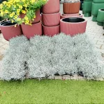 Srebrzyk, Mrozek Kalocefalus (Calocephalus) 20cm