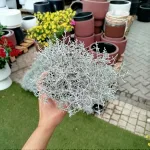 Srebrzyk, Mrozek Kalocefalus (Calocephalus) 20cm