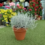 Srebrzyk, Mrozek Kalocefalus (Calocephalus) 20cm