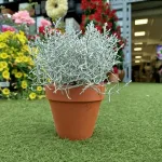 Srebrzyk, Mrozek Kalocefalus (Calocephalus) 20cm