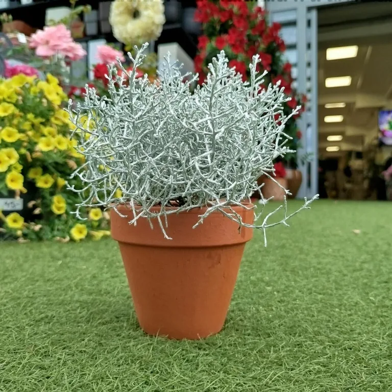 Srebrzyk, Mrozek Kalocefalus (Calocephalus) 20cm