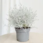 Srebrzyk, Mrozek Kalocefalus (Calocephalus) 20cm