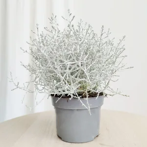 Srebrzyk, Mrozek Kalocefalus (Calocephalus) 20cm