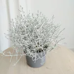 Srebrzyk, Mrozek Kalocefalus (Calocephalus) 20cm