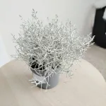 Srebrzyk, Mrozek Kalocefalus (Calocephalus) 20cm