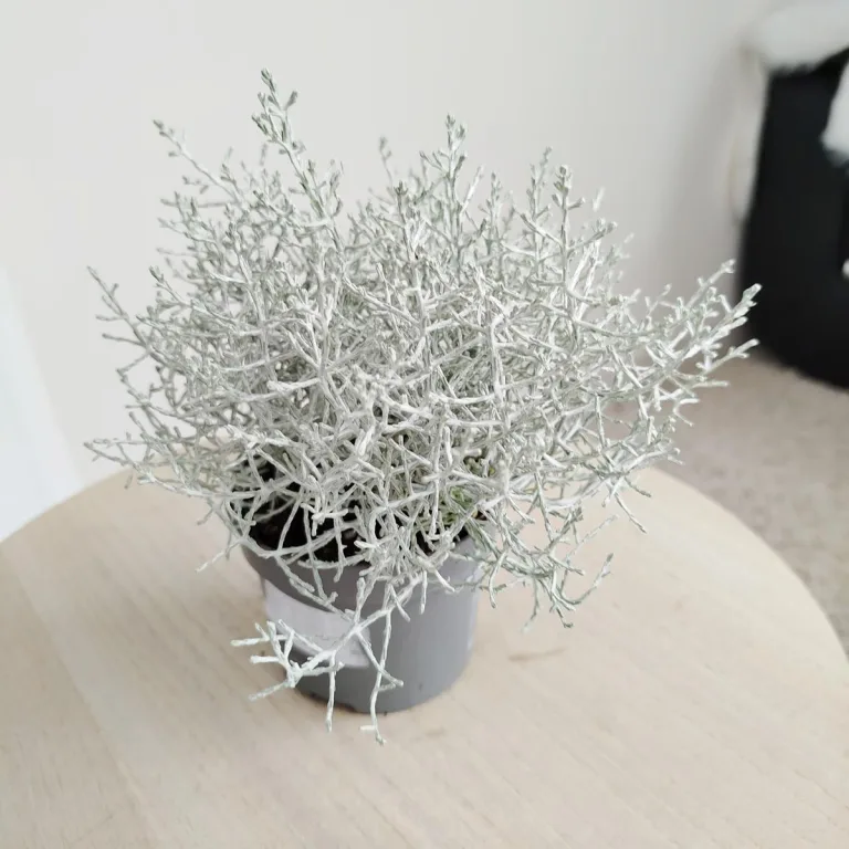 Srebrzyk, Mrozek Kalocefalus (Calocephalus) 20cm