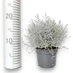 Srebrzyk, Mrozek Kalocefalus (Calocephalus) 20cm