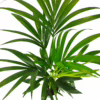 Palma kentia/howea (Howea) 90-100cm