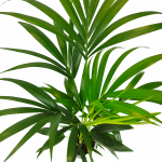 Palma kentia/howea (Howea) 110cm