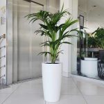 KOMPLET - Palma kentia + donica Lechuza Rondo biała