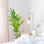 Palma kentia/howea (Howea) 100cm