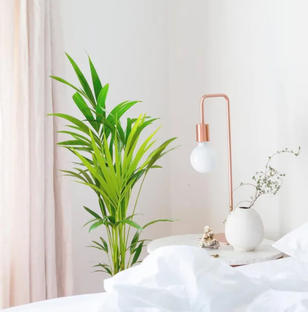 Palma kentia/howea (Howea) 100cm