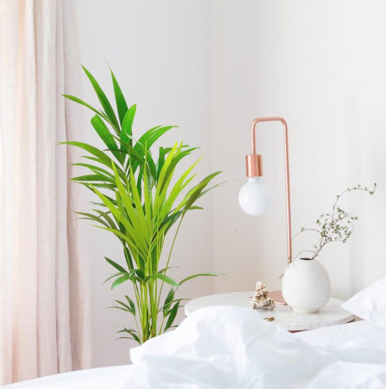 Palma kentia/howea (Howea) 100cm