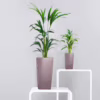 Palma kentia/howea (Howea) 90-100cm