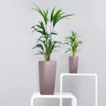 Palma kentia/howea (Howea) 100cm